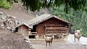 Area faunistica - Peio (10)